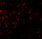 G Protein-Coupled Receptor 3 antibody, A07114, Boster Biological Technology, Immunofluorescence image 