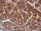 RNA Polymerase Mitochondrial antibody, NBP2-19436, Novus Biologicals, Immunohistochemistry frozen image 