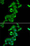 Basic Leucine Zipper Nuclear Factor 1 antibody, 22-216, ProSci, Immunofluorescence image 