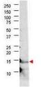 Interleukin-21 antibody, GTX48814, GeneTex, Western Blot image 