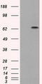 Guanylate Binding Protein 2 antibody, TA500658, Origene, Western Blot image 