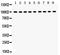 Nuclear Receptor Subfamily 3 Group C Member 1 antibody, LS-C357537, Lifespan Biosciences, Western Blot image 