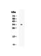 CD7 Molecule antibody, A01974-2, Boster Biological Technology, Western Blot image 