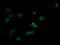 Mitogen-Activated Protein Kinase Kinase 3 antibody, LS-C174453, Lifespan Biosciences, Immunofluorescence image 