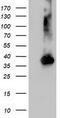 Nudix Hydrolase 18 antibody, LS-C173487, Lifespan Biosciences, Western Blot image 