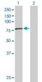 EF-Hand Domain Containing 1 antibody, H00114327-B01P, Novus Biologicals, Western Blot image 