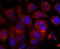 Basigin (Ok Blood Group) antibody, NBP2-66820, Novus Biologicals, Immunocytochemistry image 