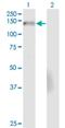 Nidogen 2 antibody, H00022795-M01, Novus Biologicals, Western Blot image 