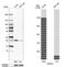 Calpain Small Subunit 1 antibody, NBP1-90329, Novus Biologicals, Western Blot image 