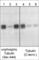 Tubulin Beta 3 Class III antibody, TP1811, ECM Biosciences, Western Blot image 