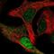 Cyclin Dependent Kinase 2 Associated Protein 1 antibody, NBP2-56961, Novus Biologicals, Immunofluorescence image 