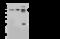 YY1 Transcription Factor antibody, GTX02399, GeneTex, Western Blot image 