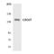 Glutamate Metabotropic Receptor 5 antibody, LS-C292040, Lifespan Biosciences, Western Blot image 