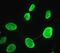 Lamin A/C antibody, ab108595, Abcam, Immunocytochemistry image 