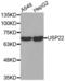Ubiquitin Specific Peptidase 22 antibody, abx001872, Abbexa, Western Blot image 