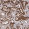 Pleckstrin Homology Domain Containing A5 antibody, HPA035924, Atlas Antibodies, Immunohistochemistry frozen image 
