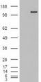 Tripartite Motif Containing 33 antibody, CF500118, Origene, Western Blot image 