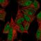 M-Phase Specific PLK1 Interacting Protein antibody, HPA065463, Atlas Antibodies, Immunofluorescence image 