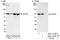 Cell Division Cycle 40 antibody, NBP2-12781, Novus Biologicals, Immunoprecipitation image 