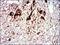 Tubulin Alpha 8 antibody, GTX60532, GeneTex, Immunohistochemistry paraffin image 