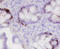 Trefoil Factor 3 antibody, MAB4407, R&D Systems, Immunohistochemistry frozen image 