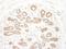 Ribosomal Protein S6 Kinase A2 antibody, A304-243A, Bethyl Labs, Immunohistochemistry paraffin image 