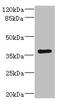Visual System Homeobox 1 antibody, LS-C676712, Lifespan Biosciences, Western Blot image 