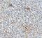 Platelet And Endothelial Cell Adhesion Molecule 1 antibody, A01513-3, Boster Biological Technology, Immunohistochemistry paraffin image 