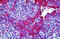 Aldo-Keto Reductase Family 1 Member C4 antibody, MBS245923, MyBioSource, Immunohistochemistry frozen image 
