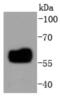 Interferon Regulatory Factor 5 antibody, NBP2-67730, Novus Biologicals, Western Blot image 