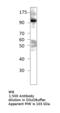 Cell Cycle Associated Protein 1 antibody, MBS540225, MyBioSource, Western Blot image 