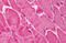 Ring Finger Protein 2 antibody, MBS240519, MyBioSource, Immunohistochemistry frozen image 