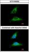 EMAP Like 1 antibody, LS-C185352, Lifespan Biosciences, Immunocytochemistry image 