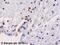 Histone-lysine N-methyltransferase EHMT2 antibody, ab40542, Abcam, Immunohistochemistry paraffin image 