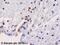 Euchromatic Histone Lysine Methyltransferase 2 antibody, ab40542, Abcam, Immunohistochemistry paraffin image 