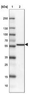Growth Differentiation Factor 15 antibody, NBP2-14389, Novus Biologicals, Western Blot image 