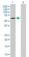 SRY-Box 30 antibody, H00011063-B01P, Novus Biologicals, Western Blot image 