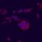 Major urinary protein 1 antibody, MAB6560, R&D Systems, Immunofluorescence image 