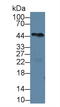 Procollagen C-Endopeptidase Enhancer antibody, LS-C296034, Lifespan Biosciences, Western Blot image 