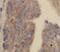 Cystatin F antibody, FNab02182, FineTest, Immunohistochemistry frozen image 
