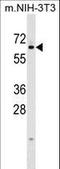 Kelch Like Family Member 12 antibody, LS-C160011, Lifespan Biosciences, Western Blot image 