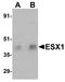 ESX Homeobox 1 antibody, LS-B4630, Lifespan Biosciences, Western Blot image 