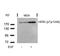 ERBB2 antibody, 79-140, ProSci, Western Blot image 