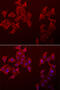 Chondromodulin antibody, A32278, Boster Biological Technology, Immunofluorescence image 