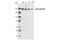 Glucocorticoid receptor DNA-binding factor 1 antibody, 2860S, Cell Signaling Technology, Western Blot image 