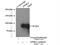 EPS8 Like 2 antibody, 20461-1-AP, Proteintech Group, Immunoprecipitation image 