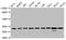 Voltage Dependent Anion Channel 1 antibody, CSB-RA025821A0HU, Cusabio, Western Blot image 