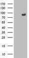 Oxysterol-binding protein 1 antibody, CF503180, Origene, Western Blot image 