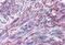 Ankyrin Repeat Domain 54 antibody, MBS242829, MyBioSource, Immunohistochemistry paraffin image 