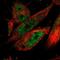 Cleavage And Polyadenylation Specific Factor 2 antibody, PA5-55023, Invitrogen Antibodies, Immunofluorescence image 